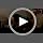 Cute Marine Animal Dog Squeaker Chew Toys, Interactive, Green Turtle