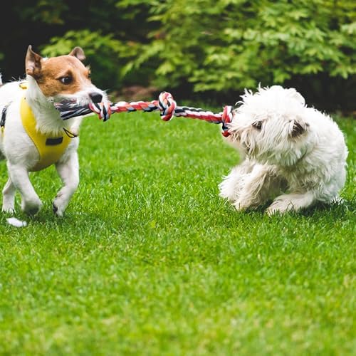 TwoEar Dog Rope Toy 4 Pack - Puppy Teething Toys for Small Breed