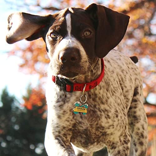 QR Code Dog Tag -On Pet ID Name Tag for Dogs, Cats & Horses – Custom Personalized Noiseless Tag with Jingle-Free Fit & Online Profile Display