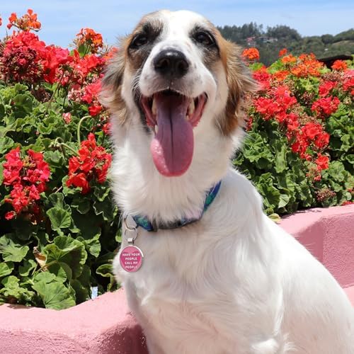 MYLUCKYTAG QR Code Dog Tags - Scan for Instant Pet Location Alert Email