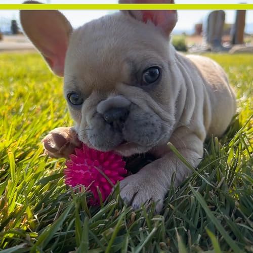 PetSport Gorilla Spiky Ball 2” - Spiky Rubber Dog Ball Toy, Interactive Puppy Toy for Small Dogs and Puppies, TPR Rubber, Vanilla Scented - 2 Inch, Small