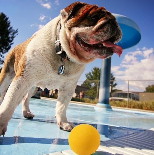 OllyDog Happy Camper Ball, Solid Rubber Bouncy Ball for Dog Aggressive Chewers, Natural Rubber, for Dogs Under 50lbs, 2.5 Inches Diameter (Mango)