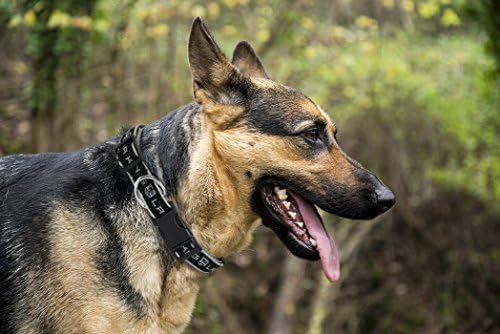 NHL Los Angeles Kings Collar for Dogs & Cats, Small. - Adjustable, Cute & Stylish! The Ultimate Hockey Fan Collar!
