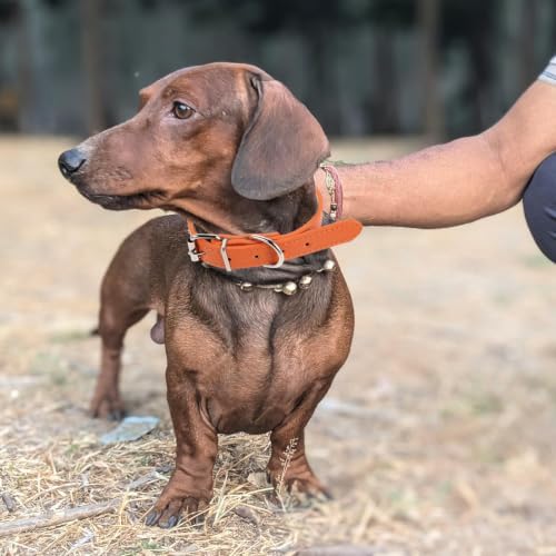 FOMIYES 4pcs Adjustable Puppy Collar for Small Dogs and Cats, Pu Leather Material with Metal Buckle, Breathable Design for Walking and Training Sessions, Enhanced Safety and Comfortable