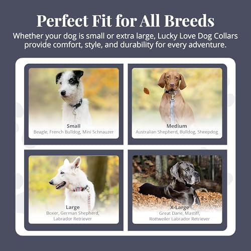 Lucky Love Dog Martingale Collar & Leash Set No Slip Cute – Zuzu, Medium