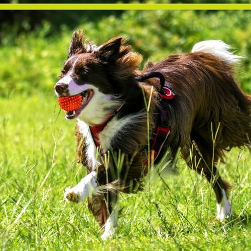 PetSport Gorilla Spiky Ball 4” - Spiky Rubber Dog Ball Toy, Interactive Puppy Toy for Small and Medium Size Dogs, TPR Rubber, Vanilla Scented - 4 Inch, Large