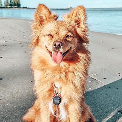 QR Code Dog Tag -On Pet ID Name Tag for Dogs, Cats & Horses – Custom Personalized Noiseless Tag with Jingle-Free Fit & Online Profile Display