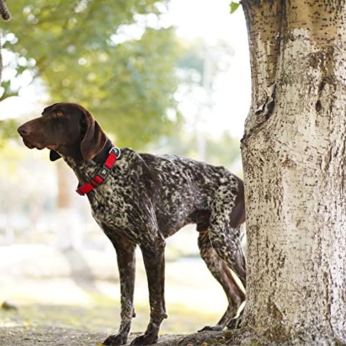 Dog Collar Bundle | Includes Small Orange (Width- 3/4", Neck - 10.5"-14.5") Medium Blue (Width- 3/4", Length - 17"-21.5") | Adjustable Padded with Heavy Duty O-Ring | Comfortable Fit for Dogs