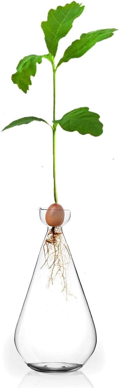 Acorn Seed Vase Droplet Shaped Clear Glass Oak Sprout Vase Seed Starter Planter Pot Gartely Acorn Tree Starter Growing Kit Propagation Vases Grow Acorn Trees at Home Gardening Lover Gifts