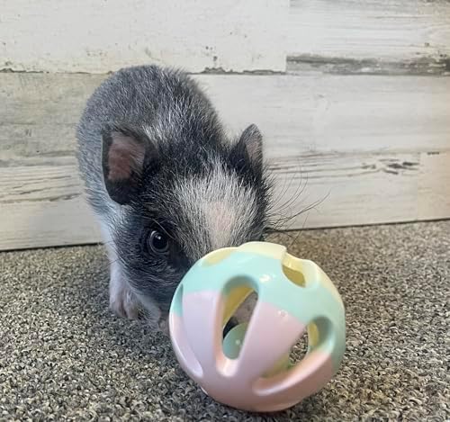 Rattle Balls for Pigs Rabbits Guinea Pigs Cats Small Animals Fun Noisy Interactive Playtime Toys You Can Also Add Treats