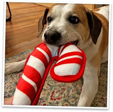 Doggijuana Candy Cane & Gingerbread Dog Toy Bundle | Holiday 2 Pack, Squeak