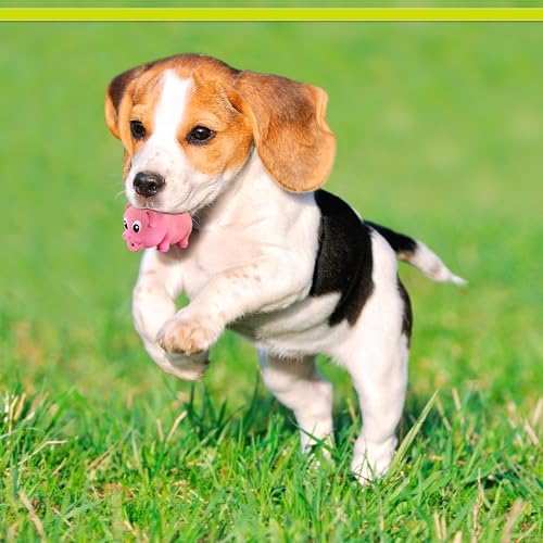 PetSport Naturflex Tiny Tots Pig Toy - Durable & Long-Lasting, Non-Toxic Material, Internal Squeaker, Rubber Toy for Dogs, Ideal for Interactive Play and Engagement