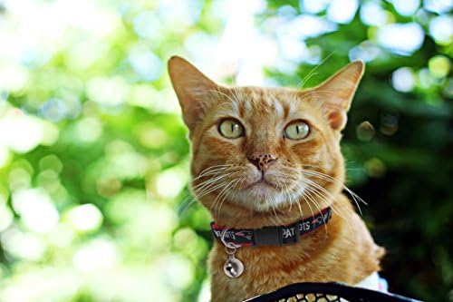 Pets First COLLAR for CATS - NFL NEW ENGLAND PATRIOTS CAT COLLAR. - Strong & Adjustable FOOTBALL Cat Collars with Metal Jingle Bell