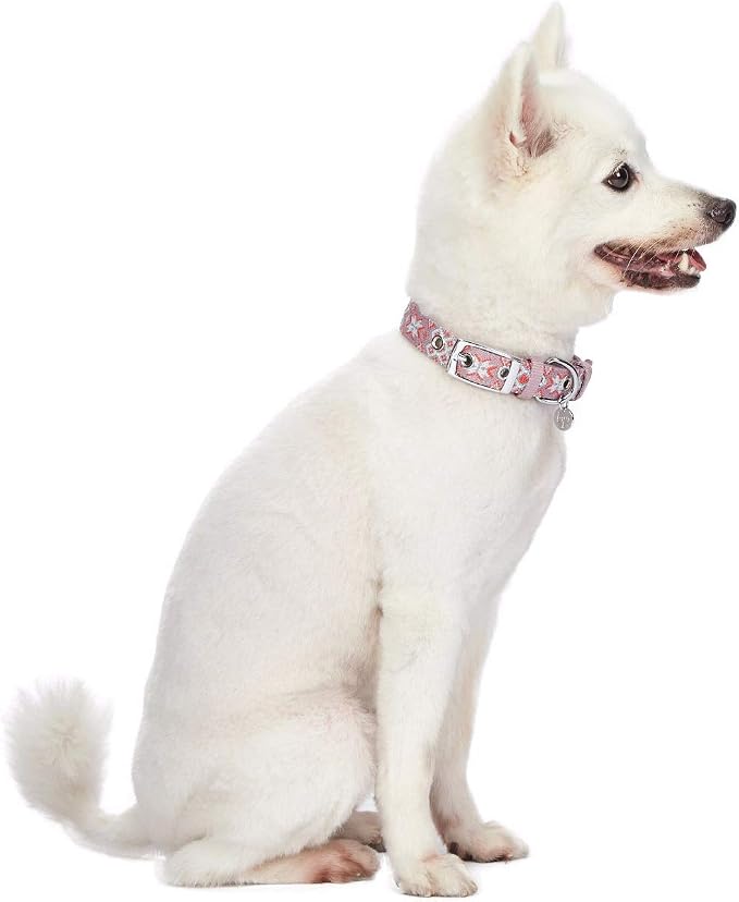 Blueberry Pet Southwestern Modern Tribal Print Thistle Braided Adjustable Dog Collar with Metal Buckle, Neck 13-16.5", for Medium Breed
