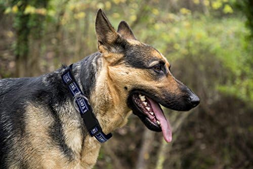 Pets First NHL Tampa Bay LTG-3036-MD Lightning Collar for Dogs & Cats, Medium. - Adjustable, Cute & Stylish! The Ultimate Hockey Fan Collar!