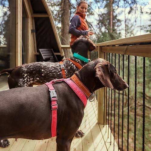 Hurtta Casual ECO Dog Y-Harness, Ruby, 35-39 in