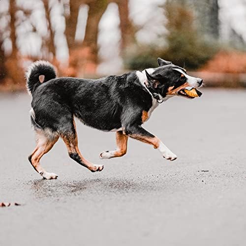 Herm Sprenger Mango Dog Chew Toy for Aggressive Chewer Natural Rubber Dog Treat Dispenser Tough Dental Teeth Cleaning Chew Toys for Small Medium Large Breeds (Small)