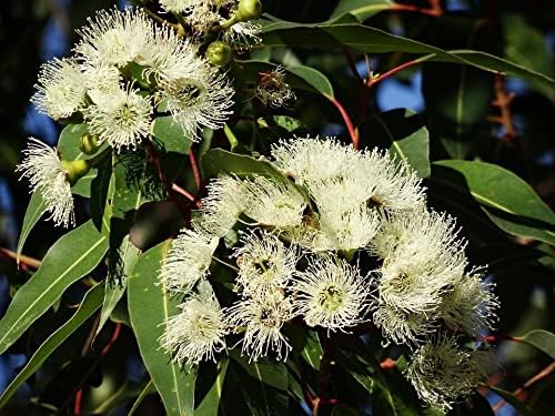 ArOmis Eucalyptus Globus Essential Oil - 100% Pure Therapeutic Grade - Undiluted, Premium Oil - 150 Micron Filtered, Perfect for Aromatherapy Diffusers (30ml / 1 fl oz)