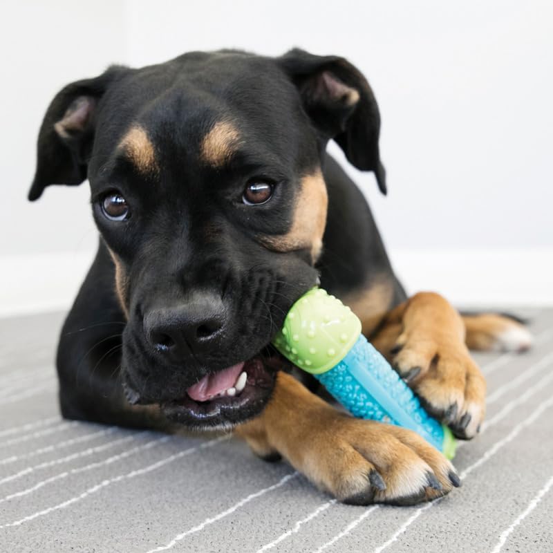 KONG CoreStrength Bone - Dog Dental Chew Toy - Durable, Multi-Layered Dog Toy with Textured Body for Teeth Cleaning - 2 Pack (Small/Medium)