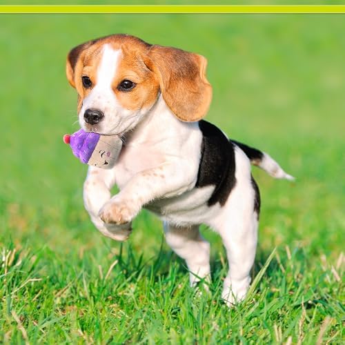 PetSport Tiny Tots Happy Birthday Cupcake Plush Dog Toy with Squeaker - Puppy Toys, Interactive, Super Soft Plush, Made for Small Dogs - 4.5"
