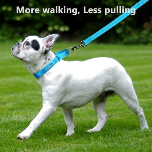 Personalized Martingale Collar for Dogs with Name and Phone Number