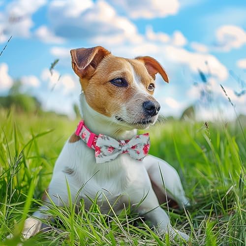 azuza Dog Collar with Bow Tie, Soft and Comfortable Adjustable Bowtie Dog Collar for Medium Dogs (M, Camellia Flower)