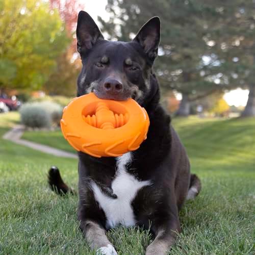KONG Squeakz Dog Toy – Durable Rubber Fetch & Chew Toy with Squeakers, Interactive Enrichment Toy for Active Dogs (Wheel, Large)