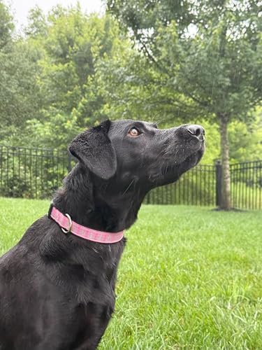 Medium 13-19 Inch Dog Collar Pink Anchor Pattern Adjustable Pet Collar Nautical Dog Collar Durable Nylon