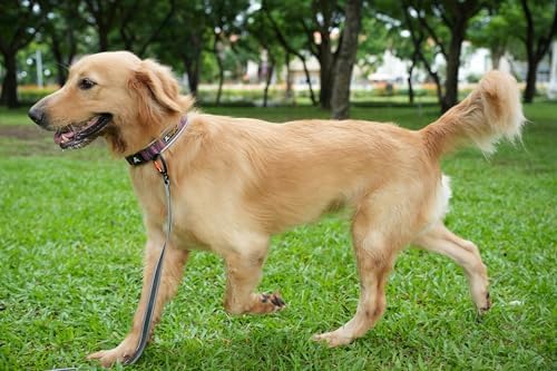 OllyDog Flagstaff Reflective Comfort Collar, Neoprene Padded Dog Collar, Reflective Trims for Night Runs, Extra Comfort for Active Dogs (Medium, Rosewood Woodgrain)