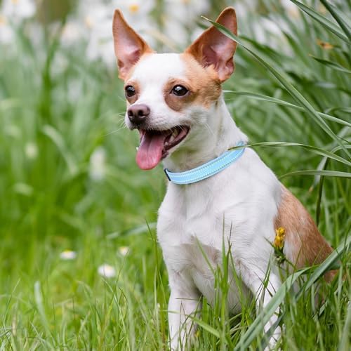 Mile High Life Reflective Dog Collar, Adjustable Lightweight Quick Release