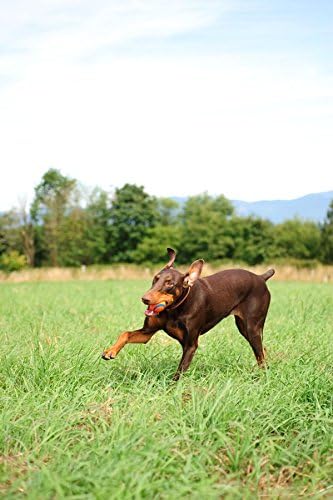 Chuckit! Ultra Ball Dog Toy - Size Large - for Dogs 60-100 lbs - Made from Durable Rubber - Super Bouncy - Floats in Water - 3-inch Diameter - Large (Pack of 12)