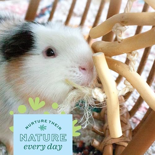 Oxbow Natural Dangly Party Pack, Rabbit & Guinea Pig Toys, Enrichment