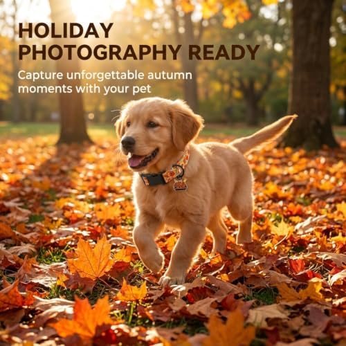 Fall Dog Collar, Thanksgiving Dog Collar for Medium Dog, M