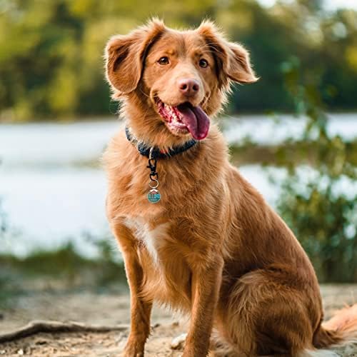Custom Dog ID Tags, Personalized Pet ID Tags with QR Code, Free Online&Scan QR Receive Instant Location Alert Email