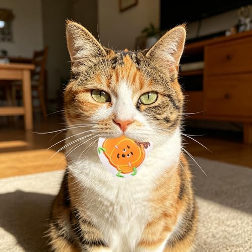 Mini Cat Catnip Toys for Indoor Cats 9 Pack