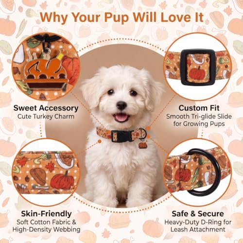 Fall Dog Collar, Thanksgiving Dog Collar for Medium Dog, M
