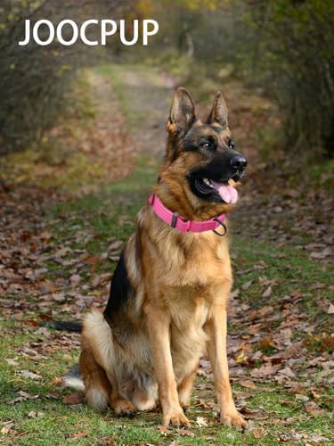 Martingale Dog Collar, Reflective No Pull with Buckle, Pink, S