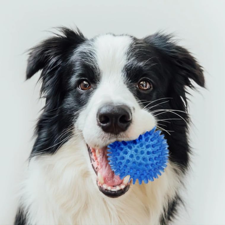 Cutie's PetBox Squeaky Rubber Spike Toy Ball for Medium, Large Dogs, 3-Colors Blue Green Yellow (3.5 Inch, Multi-Pack)