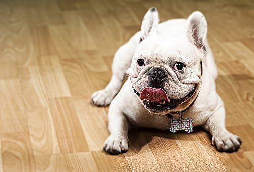 Dynotag® Web Enabled Super Pet ID Smart Tag with DynoIQ™ & Lifetime Recovery Service. Play Series: Bone (Bone Storm)