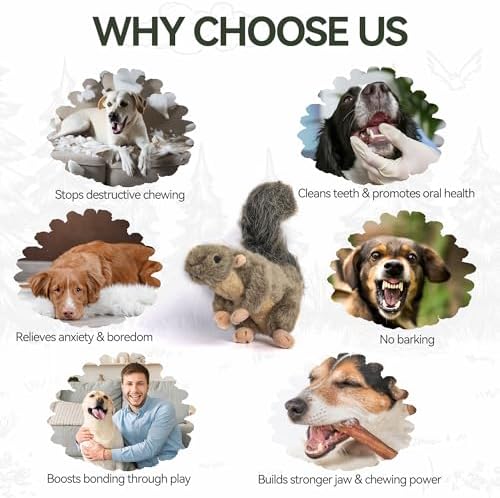 ALL FOR PAWS Squeaky Dog Toys, Plush Squirrel Dog Toy, Stuffed Animal Dog Toys for Small Medium Large Dogs, Soft Puppy Chew Toy with Squeaker