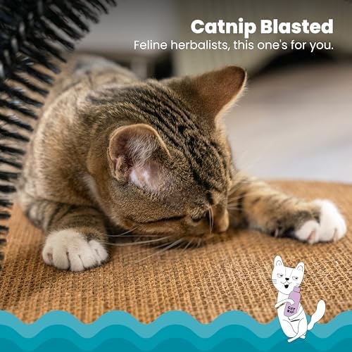 Catstages Scratch & Groom Cat Scratcher with Removable Curved Brush for Self-Grooming Station, Orange (Pack of 6)