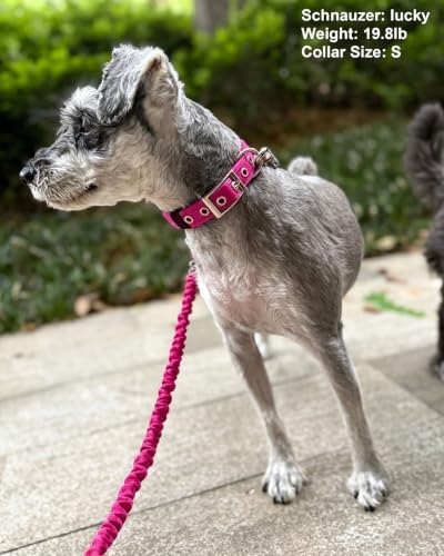 Reflective Dog Collar for Small Dogs Wide Padding 6 Holes Adjusta