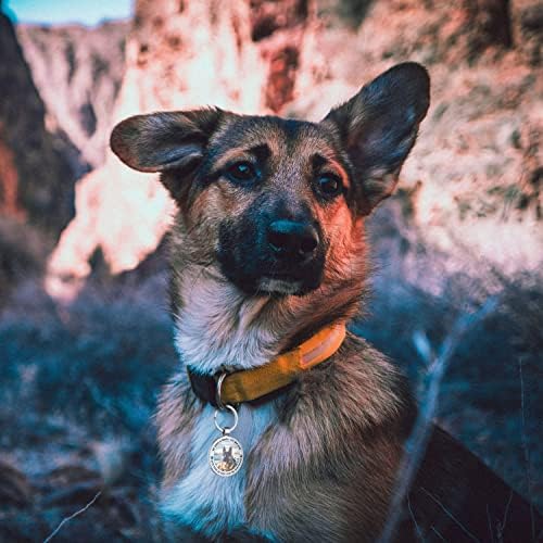 QR Code Dog Tag -On Pet ID Name Tag for Dogs, Cats & Horses – Custom Personalized Noiseless Tag with Jingle-Free Fit & Online Profile Display