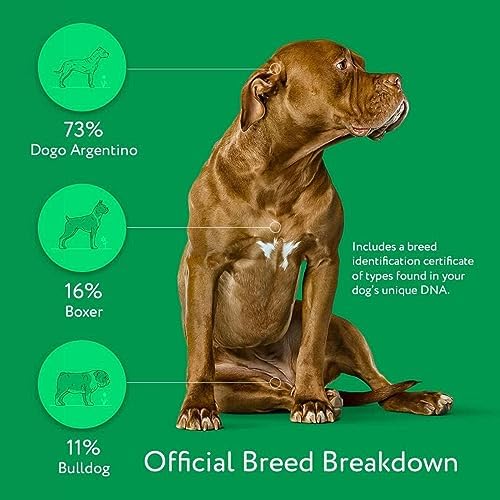 DNA MY DOG – Ultimate Health & Breed Bundle | Canine Allergy Test (120+ Allergens) & Breed ID Test (350+ Breeds) | Non-Invasive Cheek Swab, Fast Results, Detailed Reports & Personalized Tips