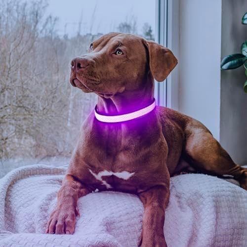 Flashseen LED Light Up Dog Collar, USB Rechargeable, Purple, M