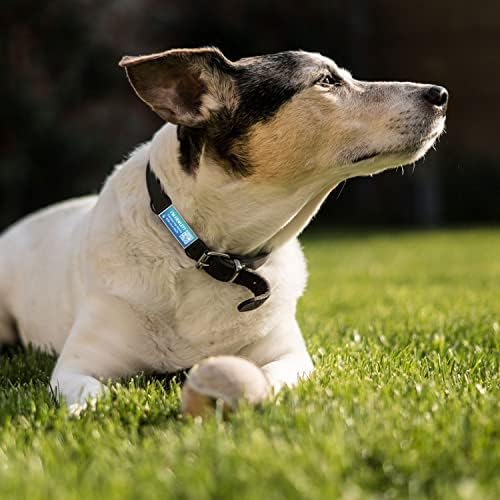 QR Code Dog Tag, Silent Slide-On Pet ID Name Tag for Dogs, Cats & Horses – Custom Personalized Noiseless Tag with Jingle-Free Fit & Online Profile Display