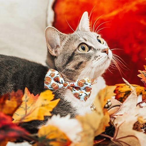 Fall Thanksgiving Harvest Cat Collar with Removable Bow Tie and Bell, Holiday Safety Breakaway Collar with Turkey and Pumpkin Spice Pattern for Boys and Girls Kitties Kittens