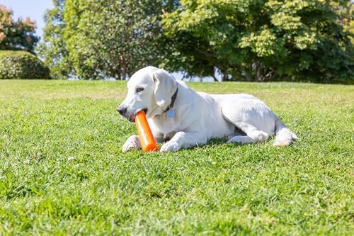 Chuckit! Super Crunch Fetch Stick Dog Toy, Durable TPR, Breeds 20-100 lbs