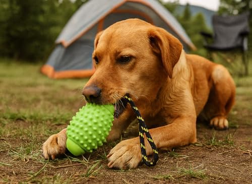 OllyDog Spikey Rugby, Interactive Dog Chew Toy with Natural Rubber, Multifunctional Teeth Cleaning and Gum Massage, for Dogs Under 50lbs (Lime)
