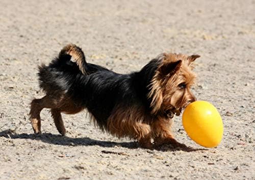 Jolly Pets Jolly Egg Dog Toy, 8 Inches/Medium, Yellow (Pack of 2)